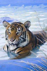 Zoo Doo Wildlife Park - Tourism Caloundra 0