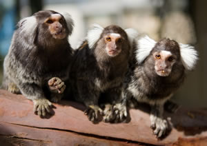 Zoo Doo Wildlife Park - Tourism Caloundra 1