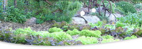 Calmsley Hill City Farm - Tourism Caloundra 1