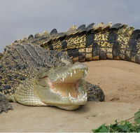 Dundee's Wildlife Park - Tourism Caloundra