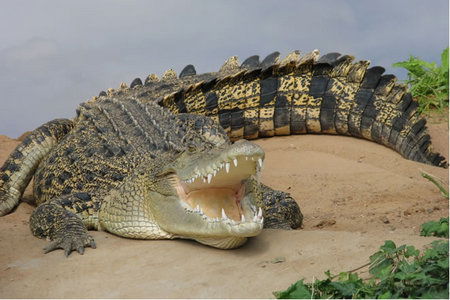 Dundee's Wildlife Park - Tourism Caloundra 0