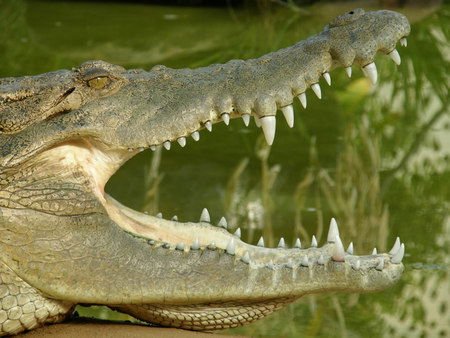 Dundee's Wildlife Park - Tourism Caloundra 1