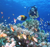 Drop Zone Dive Site - Tourism Caloundra