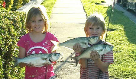 Swan Boat Hire - Tourism Caloundra 3