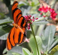 Butterfly Farm - Tourism Caloundra