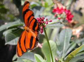 Butterfly Farm - Tourism Caloundra 0
