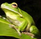 The Rainforest Habitat - Tourism Caloundra