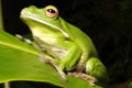 The Rainforest Habitat - Tourism Caloundra 0