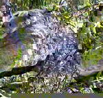 Koala Conservation Centre - Tourism Caloundra