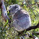 Koala Conservation Centre - Tourism Caloundra 0