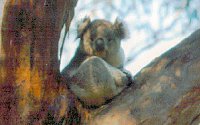 Koala Conservation Centre - Tourism Caloundra 2