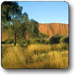 Yuelamu NT Tourism Caloundra