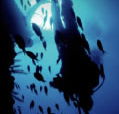 Scuba World - Tourism Caloundra