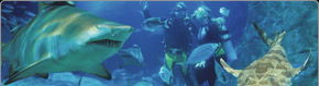 Scuba World - Tourism Caloundra 1