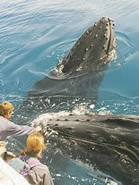 Storeyline Tours - Tourism Caloundra 1