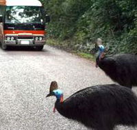 Kookaburra Tours - Tourism Caloundra