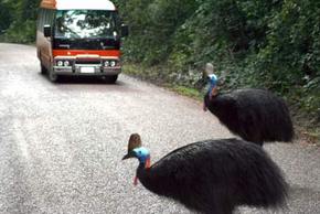 Kookaburra Tours - Tourism Caloundra 0
