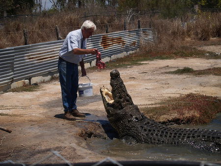 Koorana Saltwater Crocodile Farm - Tourism Caloundra 1