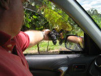 Mount Tamborine Winery & Homestead - Tourism Caloundra 1