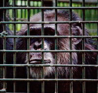 Rockhampton Zoo - Tourism Caloundra