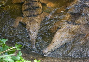 Rockhampton Zoo - Tourism Caloundra 1