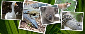 Rockhampton Zoo - Tourism Caloundra 2