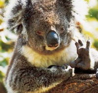 Gorge Wildlife Park - Tourism Caloundra