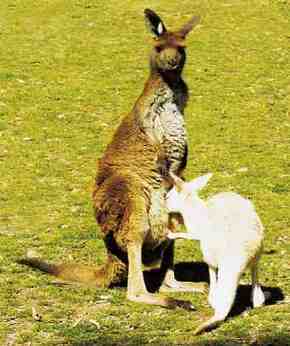 Gorge Wildlife Park - Tourism Caloundra 1