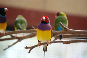 Kyabram Fauna Park - Tourism Caloundra 1