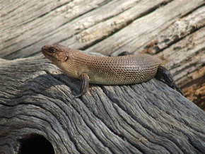 Kyabram Fauna Park - Tourism Caloundra 2