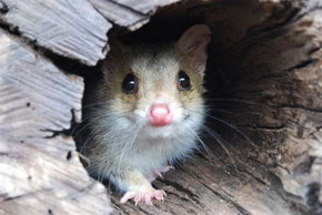 Kyabram Fauna Park - Tourism Caloundra 3