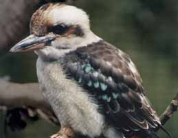 Nowra Wildlife Park - Tourism Caloundra 2