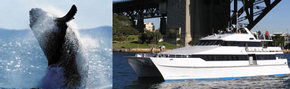 Prestige Harbour Cruises - Tourism Caloundra 3