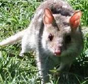 Urimbirra Wildlife Park - Tourism Caloundra