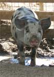 Wagga Wagga Zoo - Tourism Caloundra 0