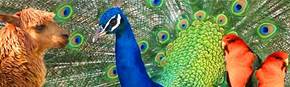 Wagga Wagga Zoo - Tourism Caloundra 1