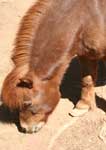 Wagga Wagga Zoo - Tourism Caloundra 3