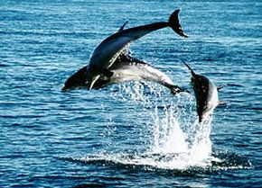 Polperro Dolphin Swims - Tourism Caloundra 1
