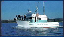 Polperro Dolphin Swims - Tourism Caloundra 2