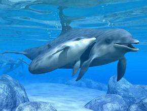 Polperro Dolphin Swims - Tourism Caloundra 3