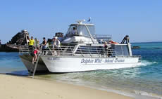 Dolphin Wild - Tourism Caloundra 2