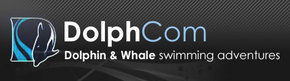 Dolphcom - Dolphin & Whale Swimming Adventures - Tourism Caloundra 0