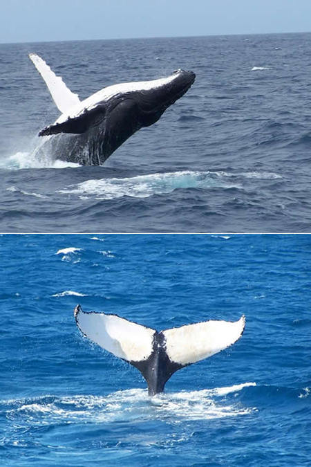Mills Charters Fishing And Whale Watch Cruises - Tourism Caloundra 3