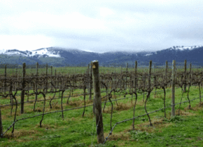 Kinloch Wines - Tourism Caloundra 0