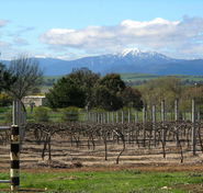 Buller View Wines - Tourism Caloundra