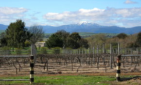 Buller View Wines - Tourism Caloundra 0