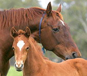 Blue Gum Farm - Tourism Caloundra 0