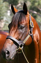 Blue Gum Farm - Tourism Caloundra 2