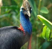 David Fleay Wildlife Park - Tourism Caloundra
