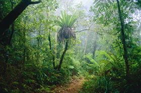 Ferny Glen QLD Tourism Caloundra